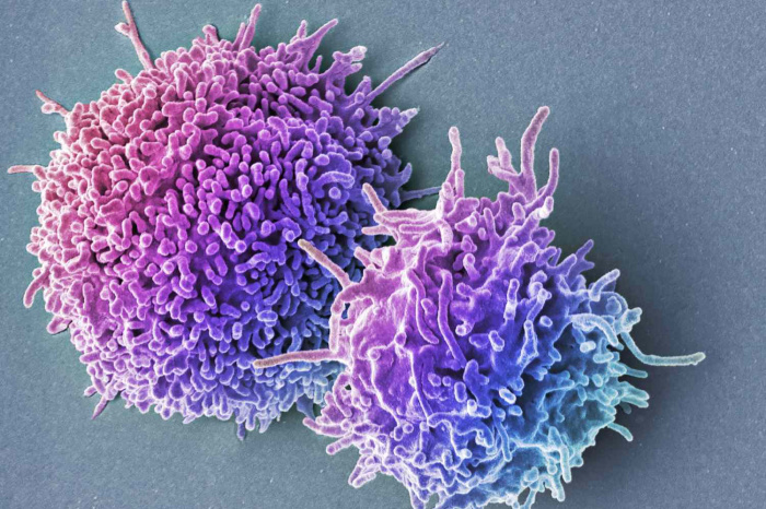 Лимфоциты – главные клетки иммунной системы