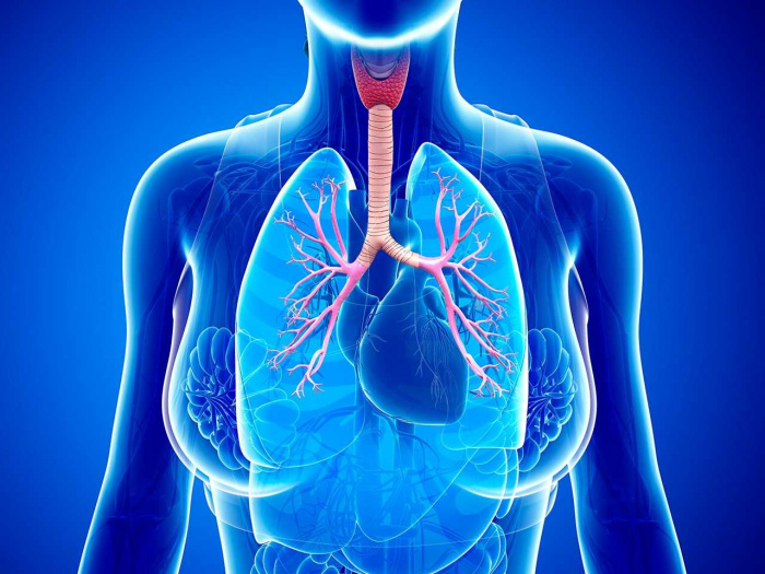 Бронхиальная астма: причины, симптомы и методы лечения
