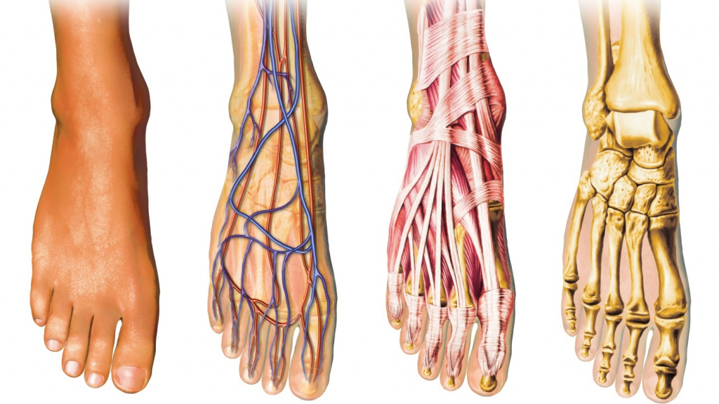 Анатомия стопы человека: основные отделы, кости, суставы, мышцы