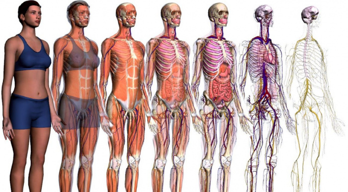Анатомия человека: строение тела, физические особенности