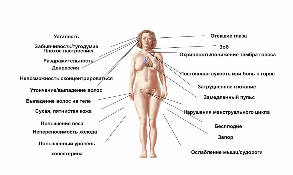 Щитовидка признаки заболевания у женщин и чем опасно. Смотреть фото Щитовидка признаки заболевания у женщин и чем опасно. Смотреть картинку Щитовидка признаки заболевания у женщин и чем опасно. Картинка про Щитовидка признаки заболевания у женщин и чем опасно. Фото Щитовидка признаки заболевания у женщин и чем опасно